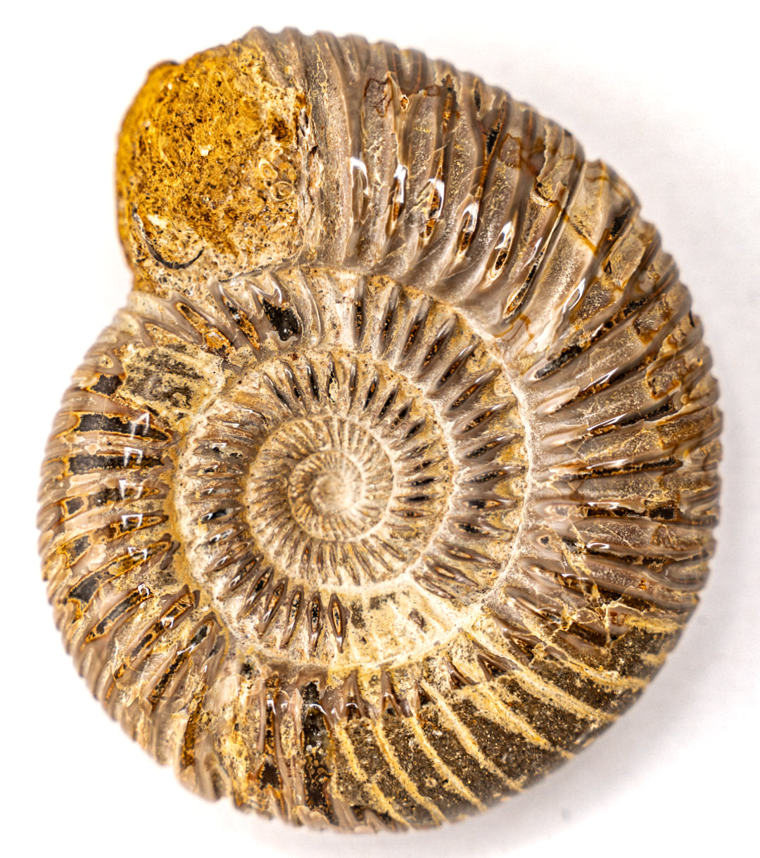 Fossil Ammonite