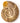 Fossil Ammonite