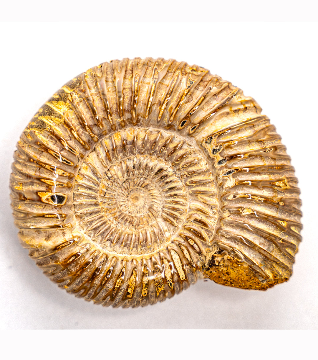 Fossil Ammonite