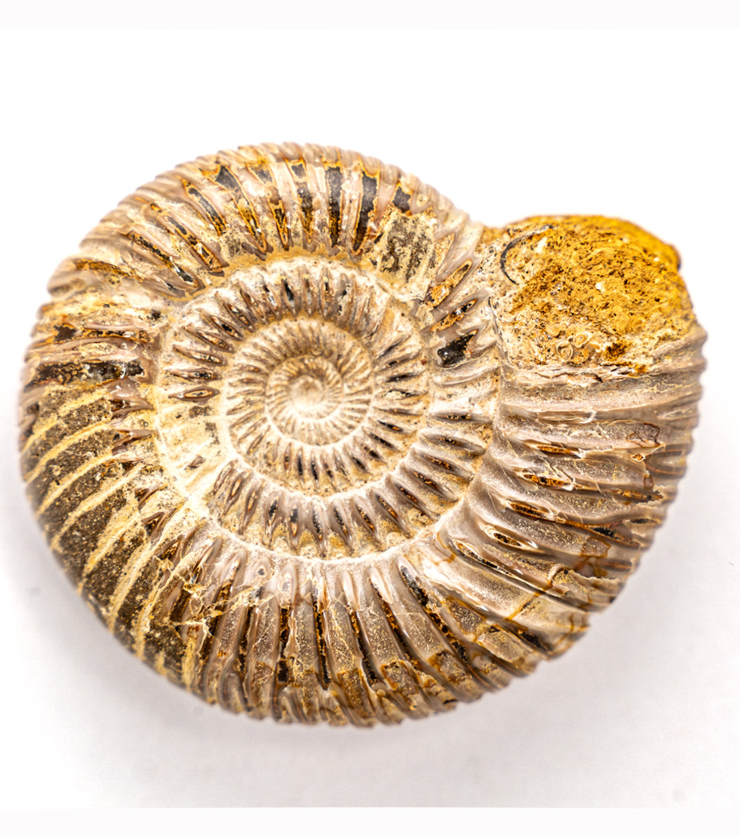 Fossil Ammonite