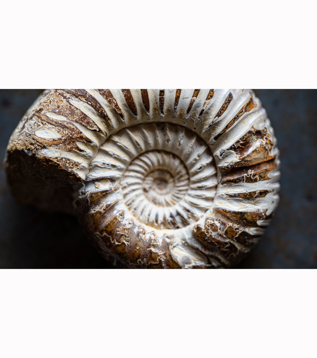 Closeup of Medium Ammonite Fossil
