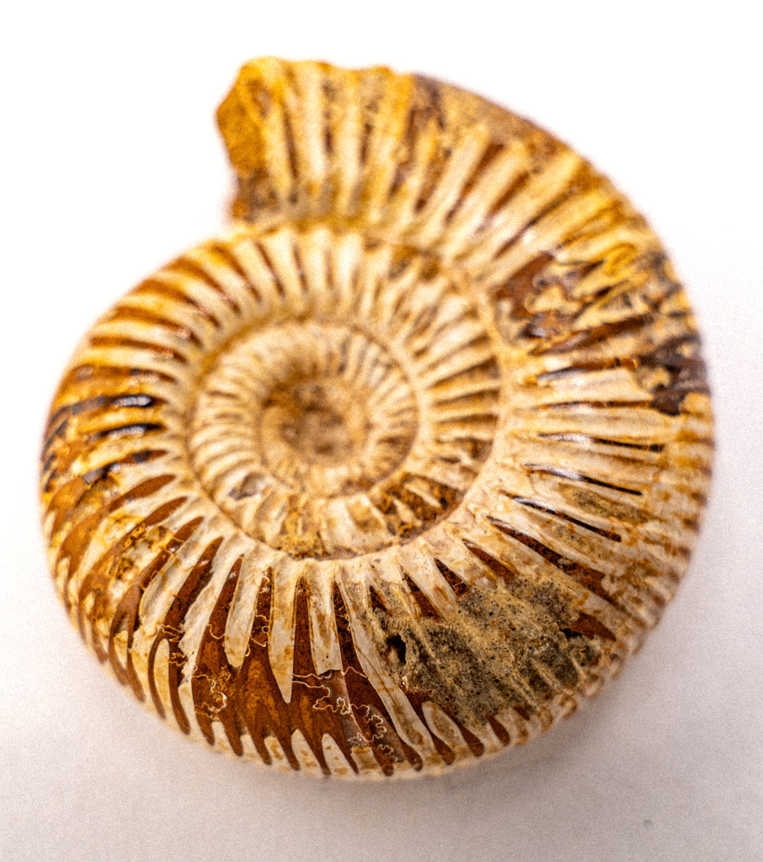 Medium Ammonite closeup