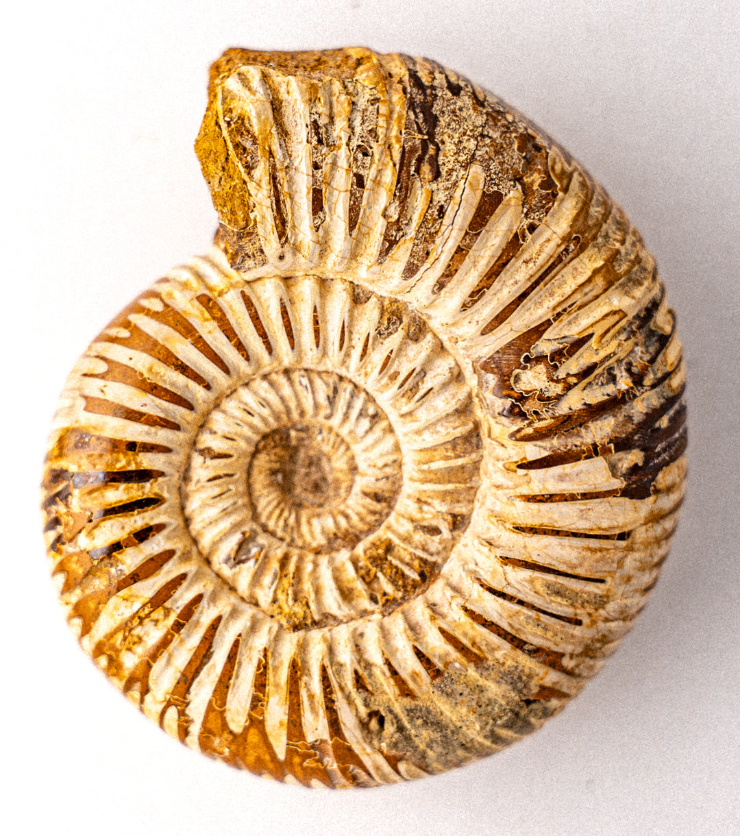 Medium Ammonite Fossil overhead shot