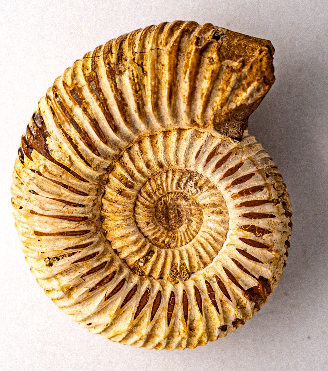 Medium Ammonite Fossil Aaternate view