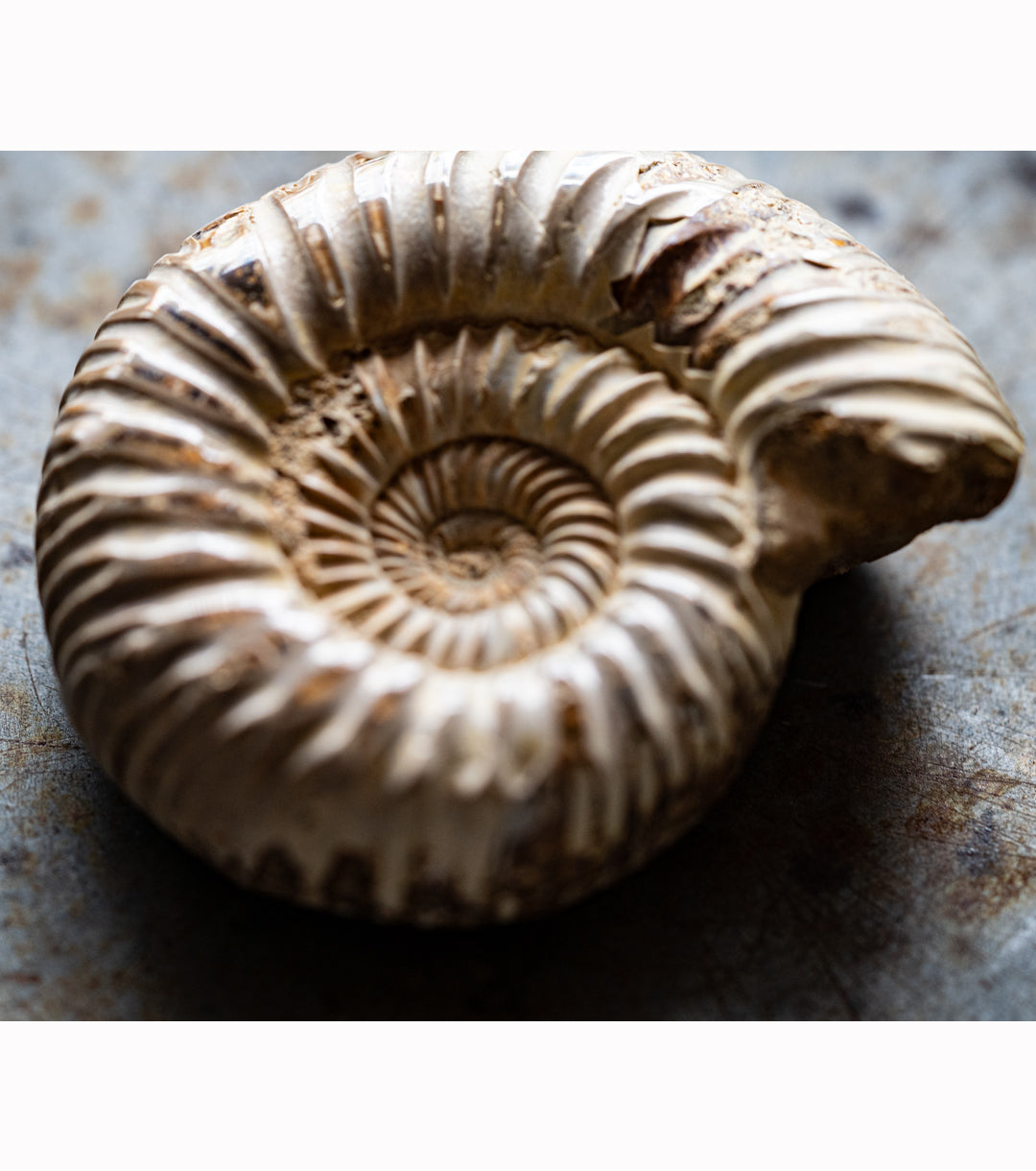 Ammolite Fossil Small editorial