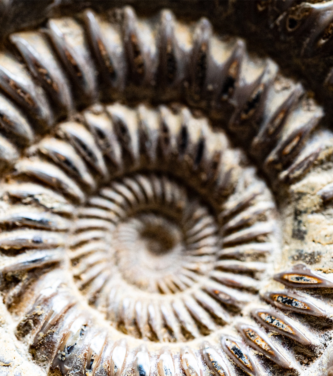 Ammonite Small shell detail