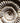 Ammonite Small shell detail
