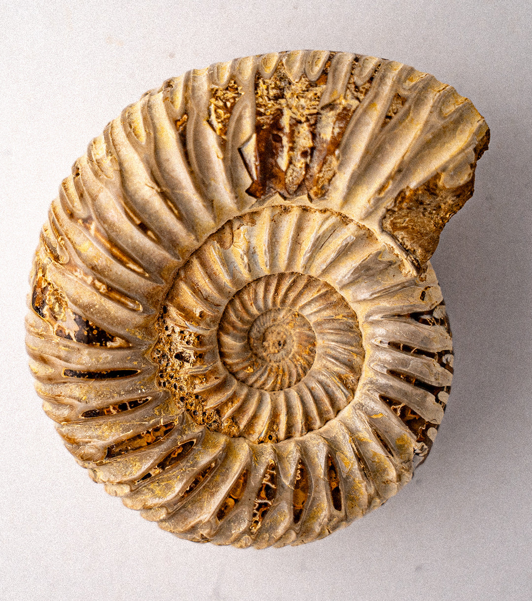 Ammonite Fossil Small overhead shot