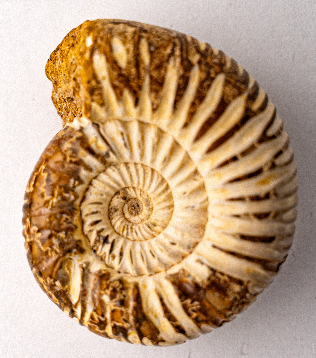 Ammonite Fossil Small - alternate view