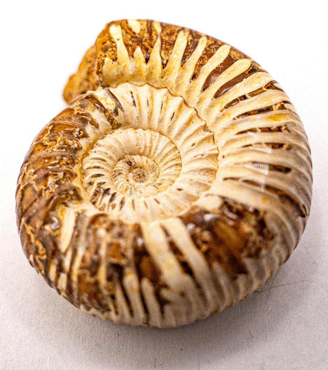 Ammonite Fossil Small alternate view2