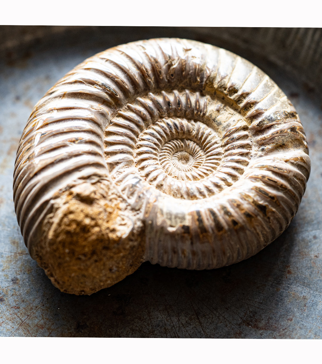 Ammonite Fossil Small