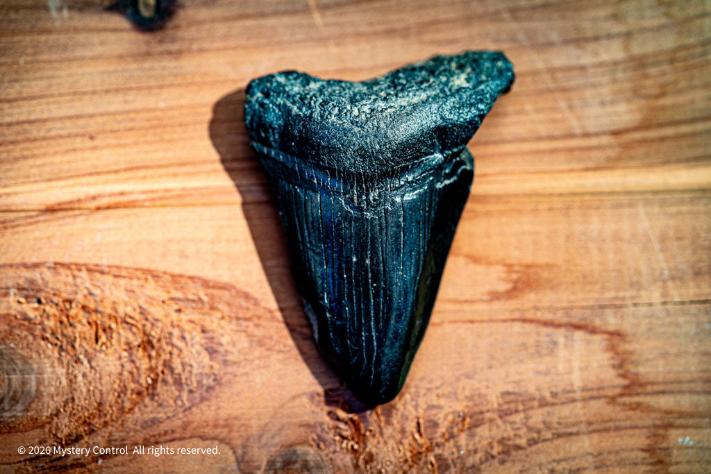 Megalodon "Baby Shark" Tooth Fossil