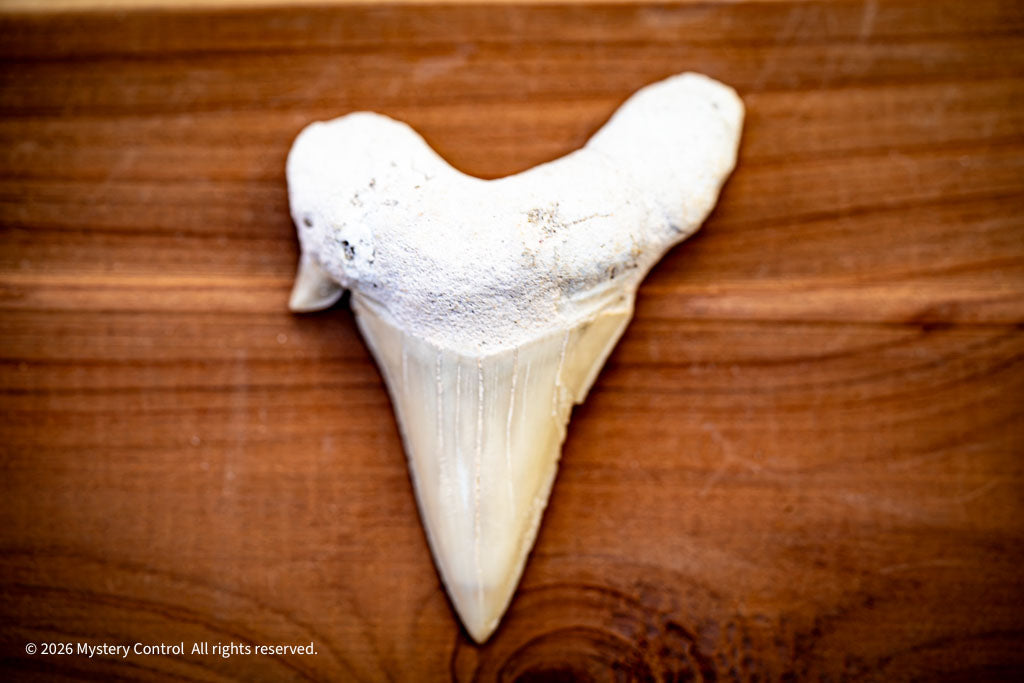 Otodus Shark Tooth Fossil