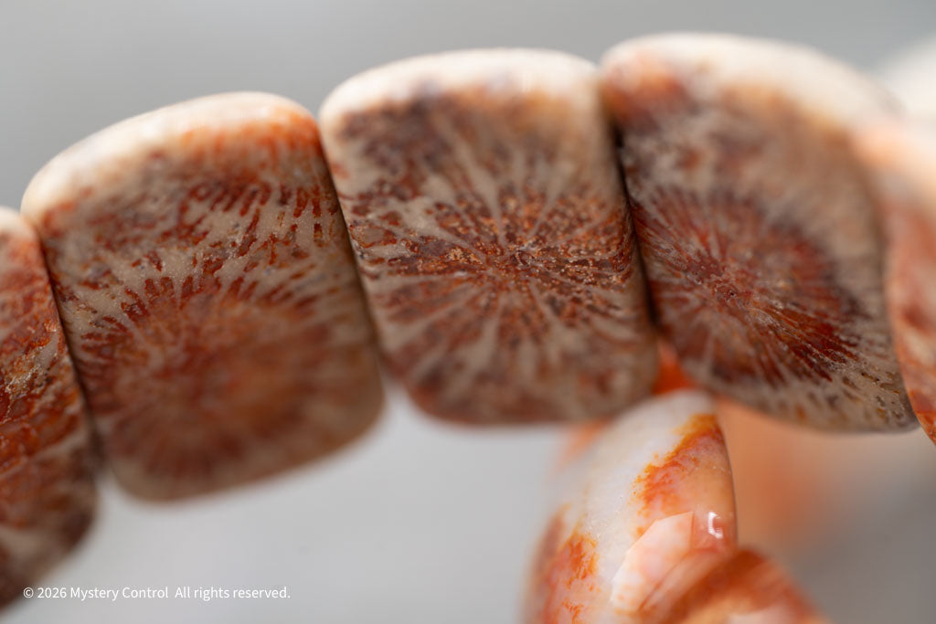 Moroccan Fossil Coral Bracelet
